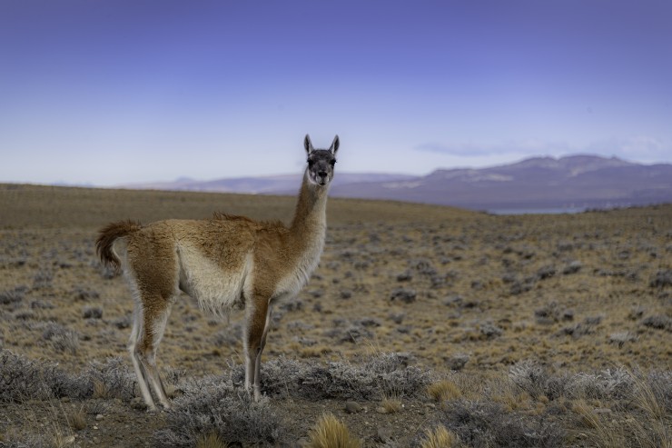 Foto 3/La Fauna Patagonica...