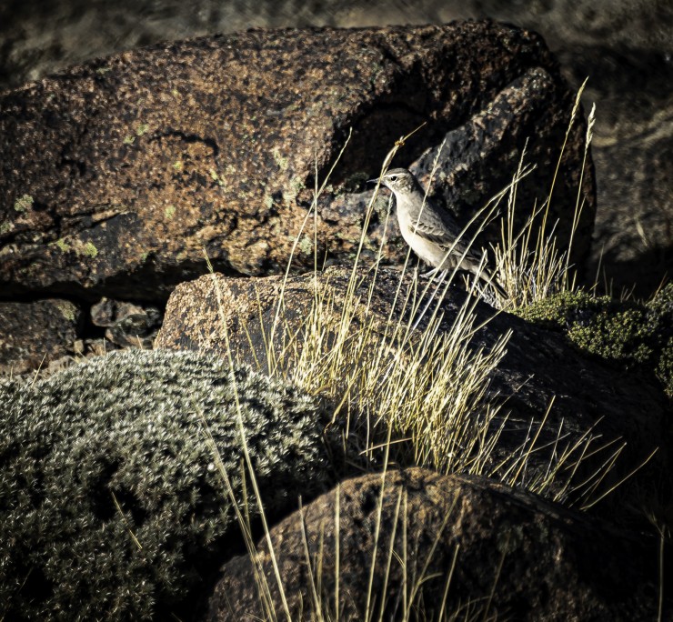 Foto 4/La Fauna Patagonica...