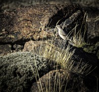 La Fauna Patagonica...