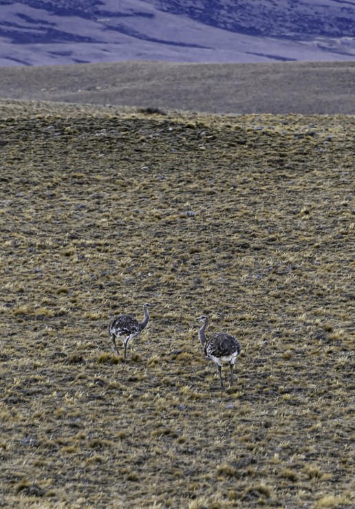 Foto 5/La Fauna Patagonica...