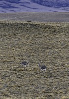 La Fauna Patagonica...