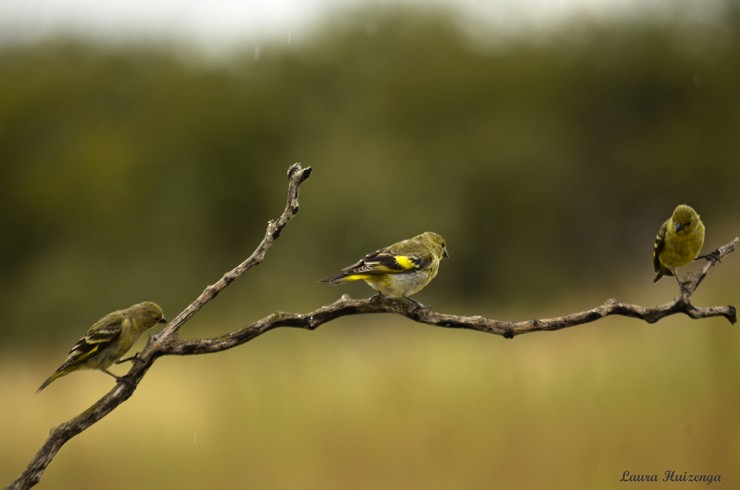 Foto 3/Tros de pjaros