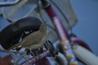 un hornero en mi patio