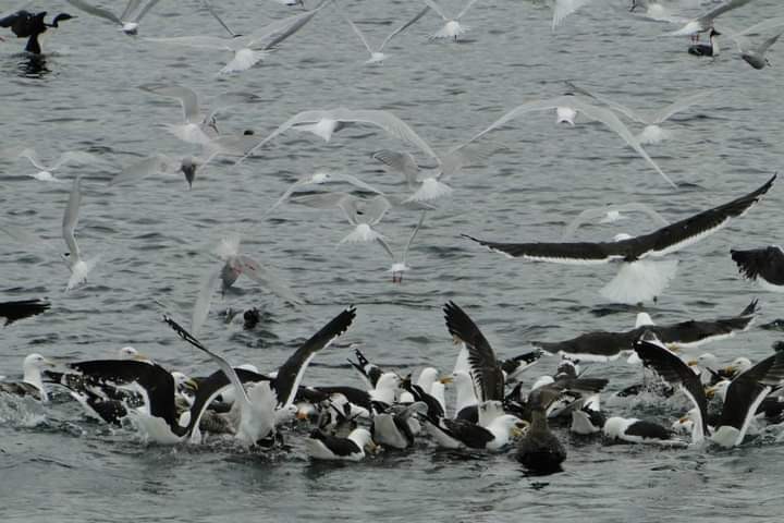 Foto 1/Aves en el sur