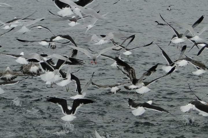 Foto 2/Aves en el sur