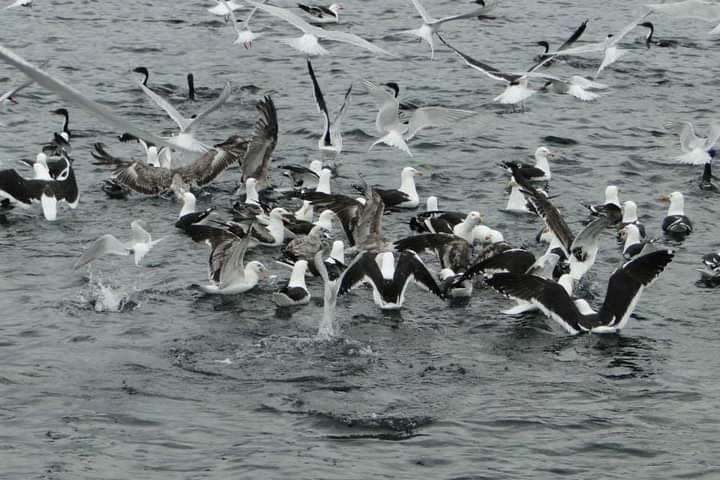 Foto 3/Aves en el sur