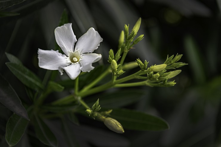 Foto 4/De visita por el jardn...