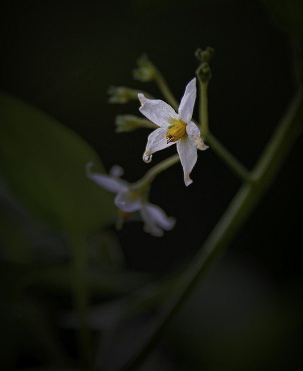 Foto 5/De visita por el jardn...