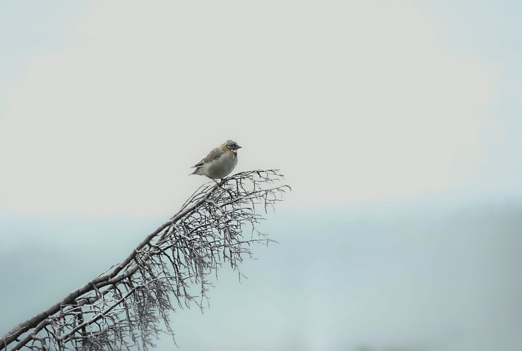 Foto 1/fauna patagonica, una hermosura...