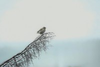 fauna patagonica, una hermosura...