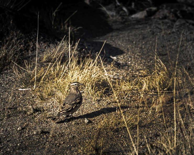 Foto 4/fauna patagonica, una hermosura...