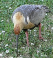 Pajaro