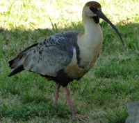 Pajaro