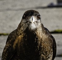 `Un amigo de Bariloche...`