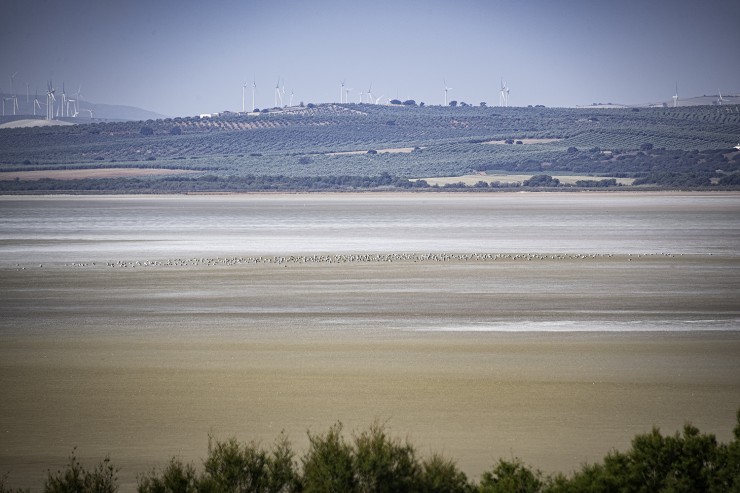 Foto 2/Elhogar de los cisnes...