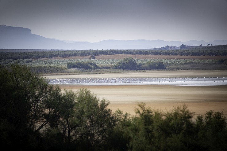 Foto 4/Elhogar de los cisnes...