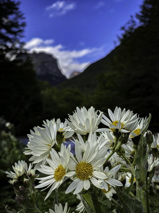 Foto 3/Las Flores patagonicas...