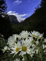 Las Flores patagonicas...