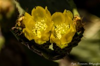 Mendoza en flores