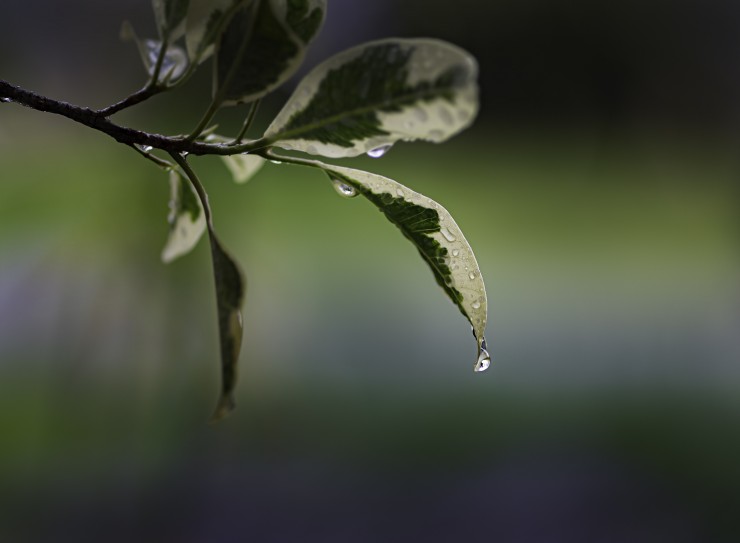 Foto 4/Domingo de lluvia en mi ventana...