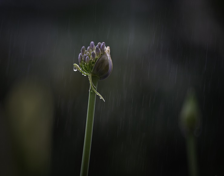 Foto 5/Domingo de lluvia en mi ventana...