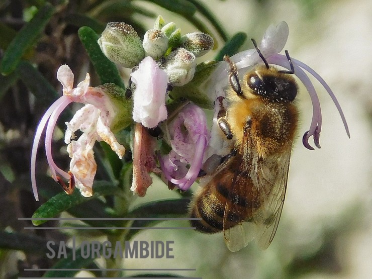 Foto 1/Las obreras del mundo &#128029;