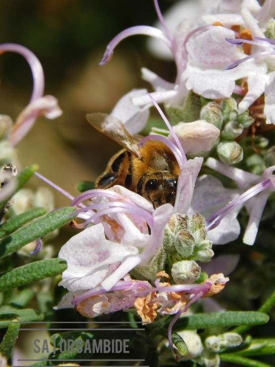 Foto 2/Las obreras del mundo &#128029;