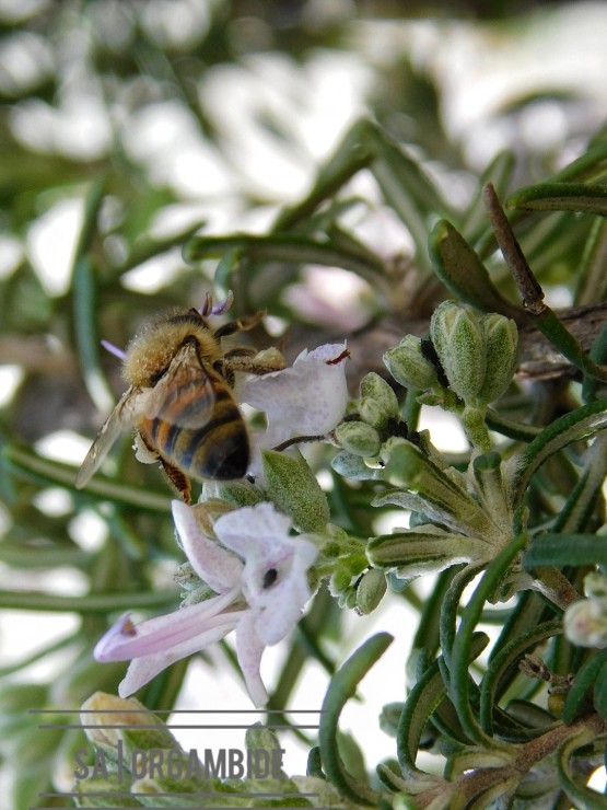 Foto 4/Las obreras del mundo &#128029;