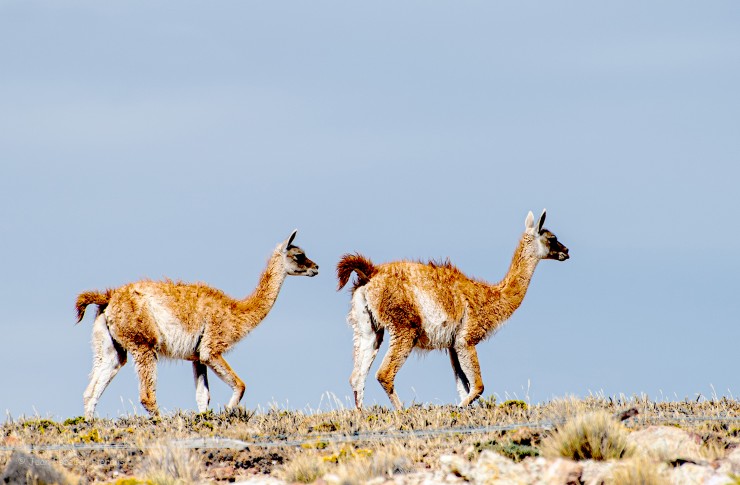 Foto 1/Guanacos...