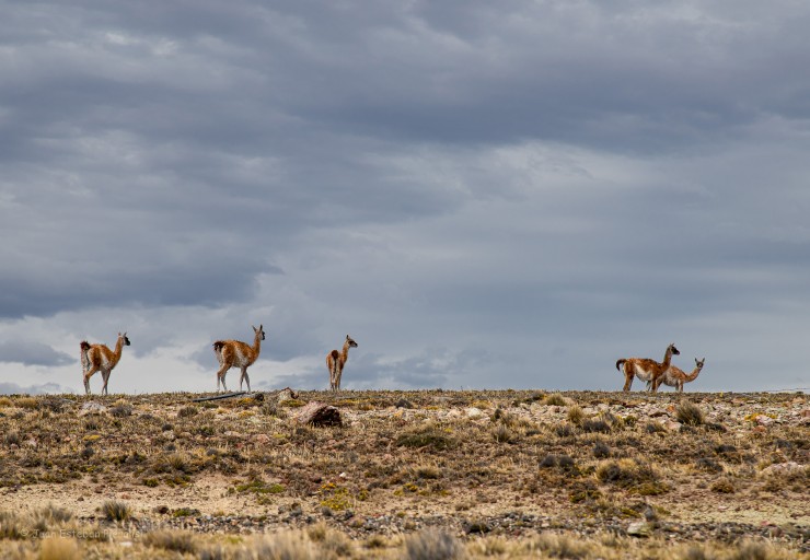 Foto 2/Guanacos...