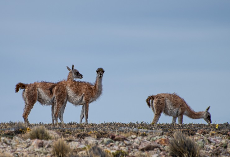 Foto 3/Guanacos...