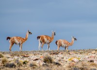 Guanacos...