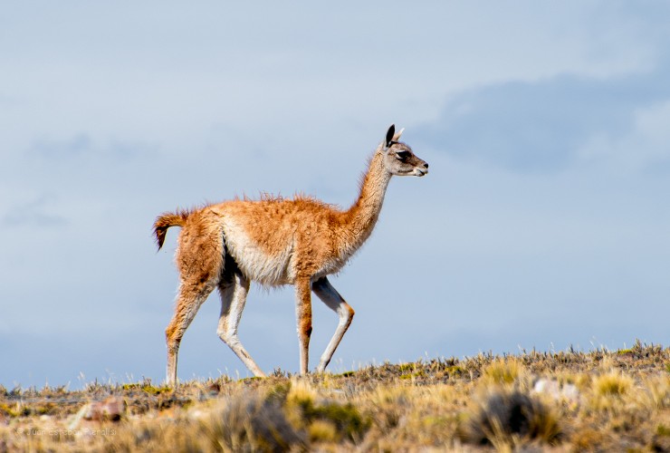 Foto 5/Guanacos...