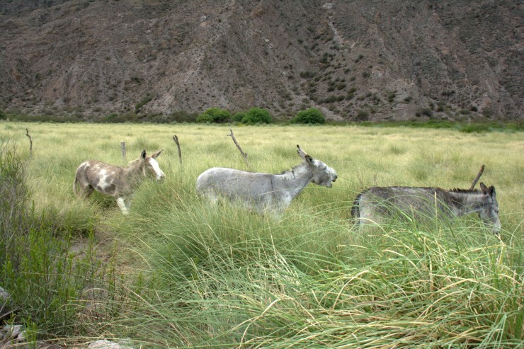 Foto 3/Ellos venan tranquilos....y se agreg un cargoso.