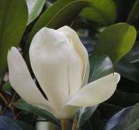 hermosas magnolias