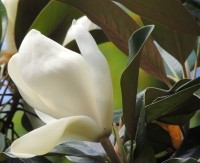 hermosas magnolias