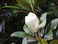 hermosas magnolias