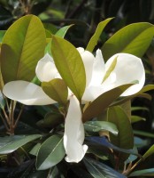 hermosas magnolias