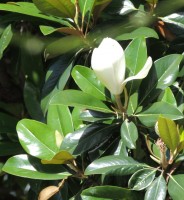 hermosas magnolias