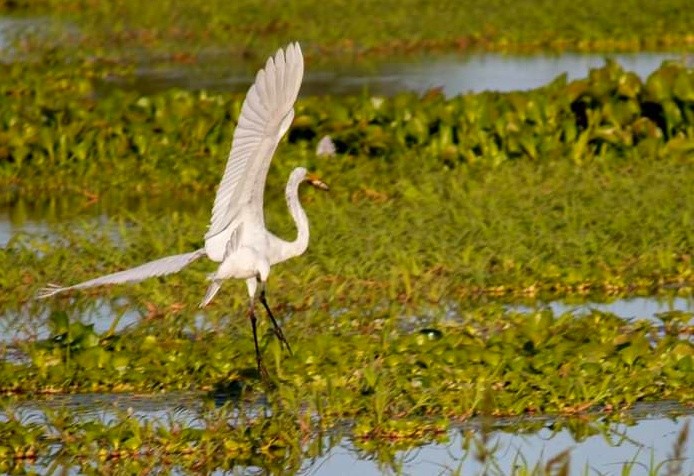 Foto 2/Garza