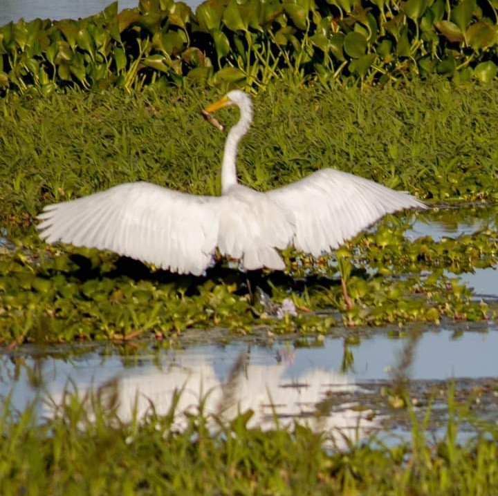 Foto 3/Garza