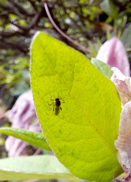 Foto 3/Insectos y amigos