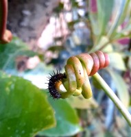 Insectos y amigos