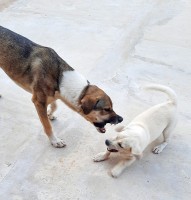 Jugando en la siesta