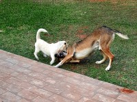 Jugando en la siesta