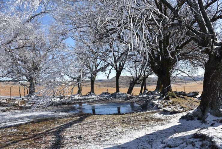 Foto 2/Arboles nevados