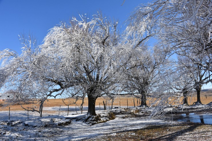 Foto 3/Arboles nevados