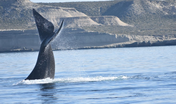 Foto 1/Ballenas