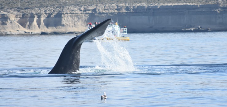 Foto 2/Ballenas