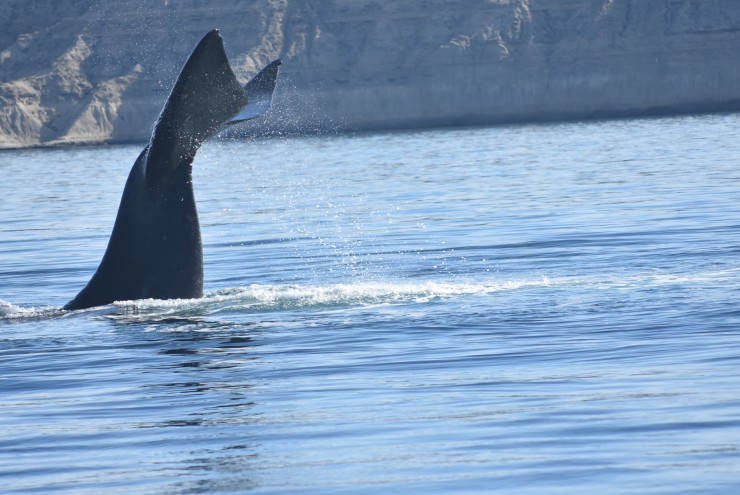 Foto 3/Ballenas